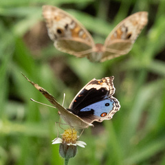 Junonia orithya wallacei
