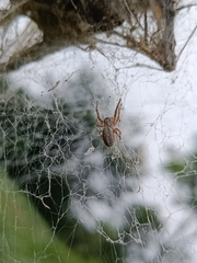 Stegodyphus sarasinorum