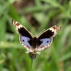 Junonia orithya wallacei