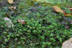 Marchantia polymorpha