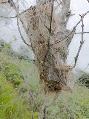 Stegodyphus sarasinorum