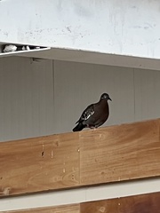 Zenaida galapagoensis