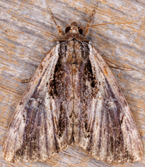 Catocala ultronia