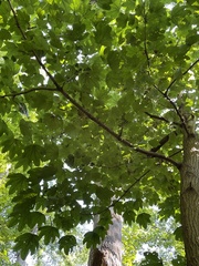 Kalopanax septemlobus