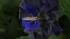 Stenodema trispinosum