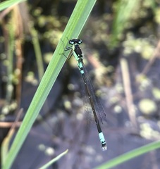 Coenagrion armatum
