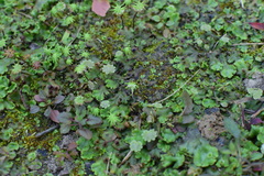 Marchantia polymorpha