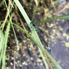 Coenagrion armatum
