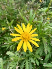 Euryops chrysanthemoides