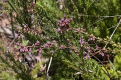 Myrcia linearifolia