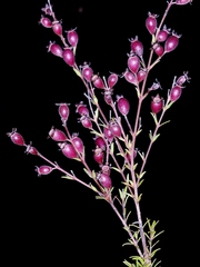 Myrcia linearifolia