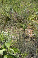 Myrcia linearifolia