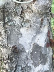 Malus prunifolia