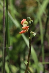 Macroptilium monophyllum