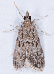 Eudonia heterosalis