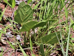 Macroptilium monophyllum