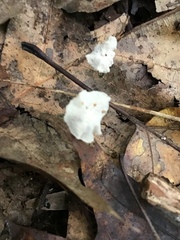 Marasmius capillaris