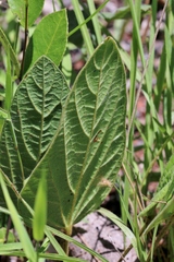 Macroptilium monophyllum