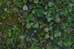 Marchantia polymorpha