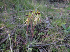 Caladenia toxochila