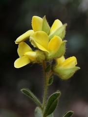 Crotalaria flavicoma
