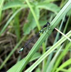 Coenagrion armatum