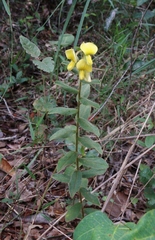 Crotalaria flavicoma