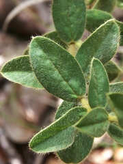Crotalaria flavicoma