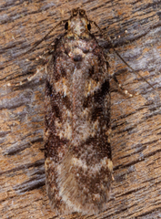 Chionodes formosella
