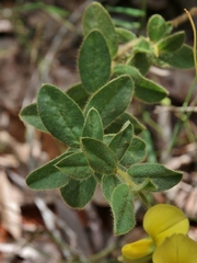 Crotalaria flavicoma