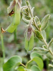 Crotalaria flavicoma