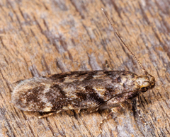 Chionodes formosella