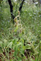 Crotalaria flavicoma