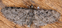 Eupithecia absinthiata