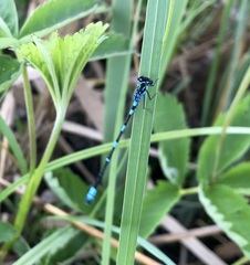 Coenagrion pulchellum