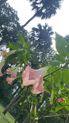 Brugmansia arborea