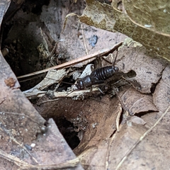 Eunemobius carolinus