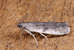 Phycitodes reliquellum