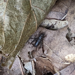 Eunemobius carolinus