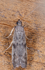 Phycitodes reliquellum