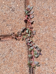 Euphorbia ophthalmica