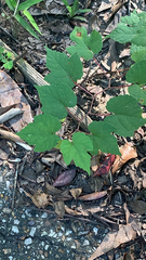 Ampelopsis glandulosa