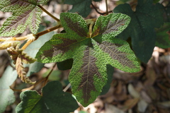 Rubus reflexus