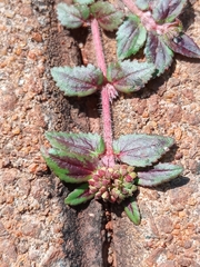 Euphorbia ophthalmica
