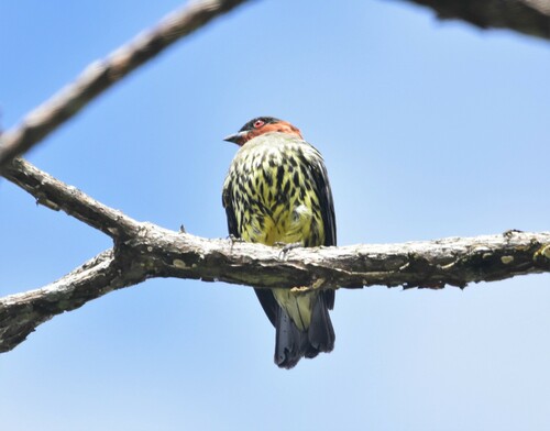 Chestnut-crested Cotinga (Ampelion rufaxilla), photo 10