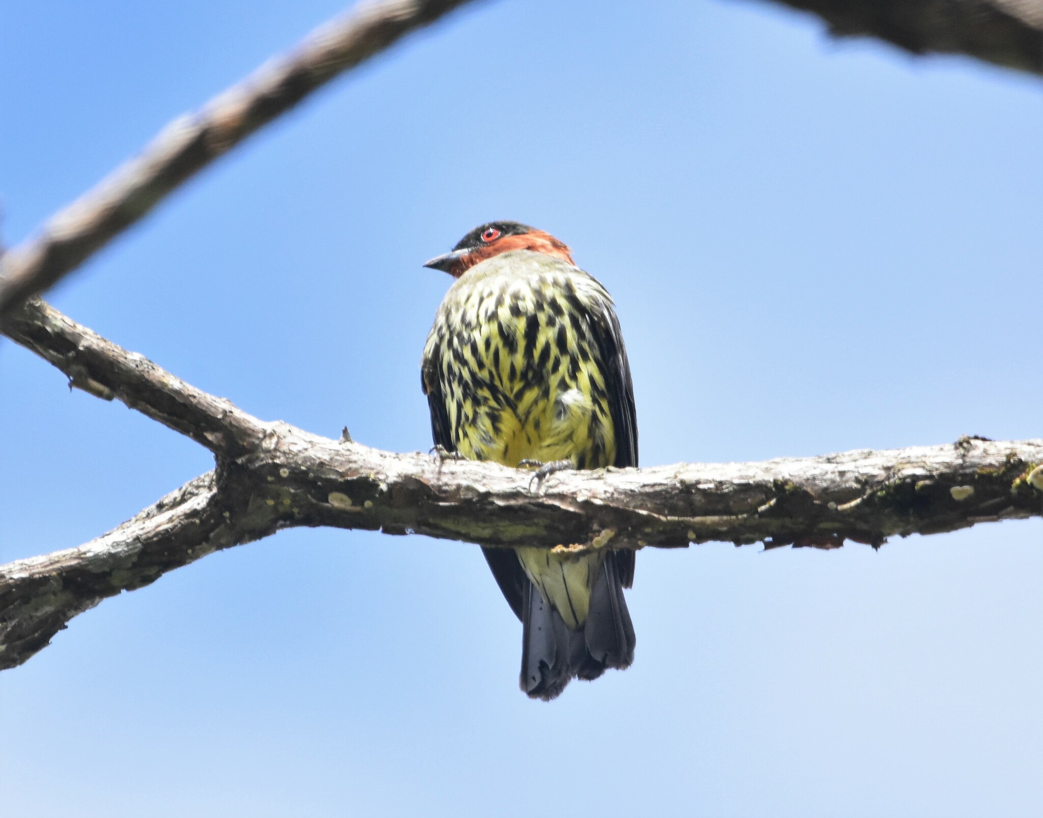 Chestnut-crested Cotinga (Ampelion rufaxilla), photo 10