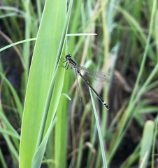 Coenagrion armatum