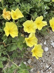 Oenothera drummondii