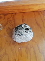 Polybia plebeja