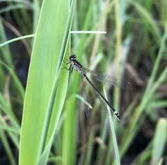 Coenagrion armatum